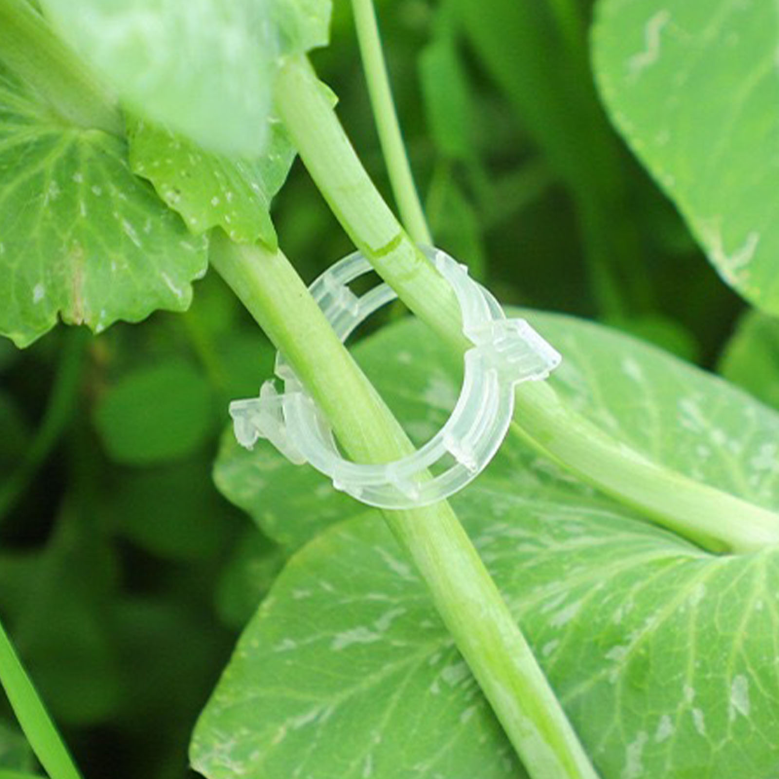 Secured Plastic Plant Clip for - Vine Climbing Plastic 评论和价格